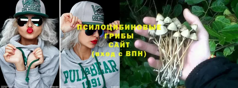 купить закладку  Котельниково  Псилоцибиновые грибы Cubensis 